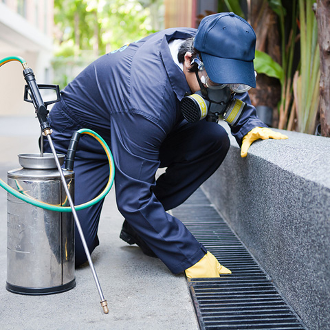 Pest Control Kolkata, Commercial Pest Control in Kolkata, Residential Pest Control in Kolkata